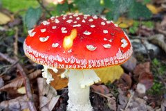 Red Mushroom  Red Mushroom : david, morris, dtmphotography, red, mushroom, woodland, toadstall, forest